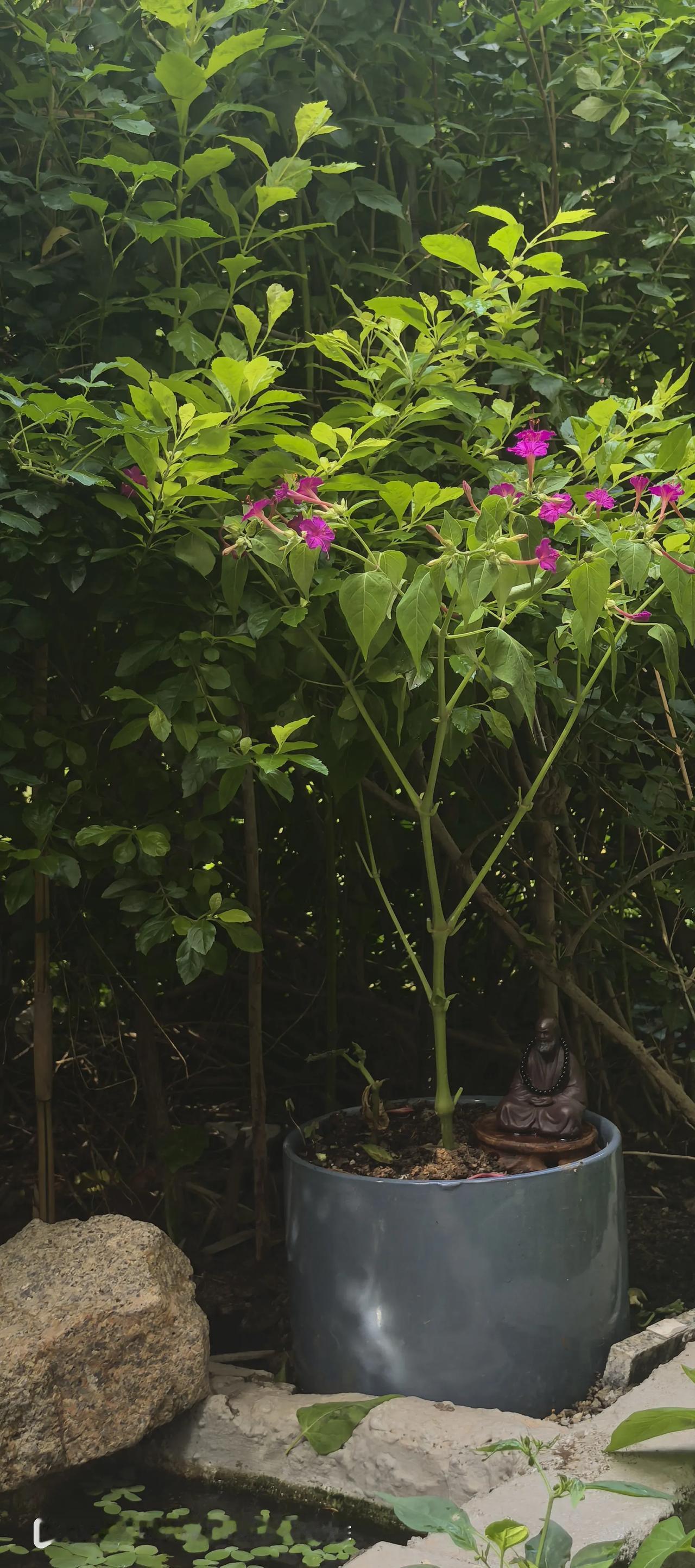 迎端午粽香纳福戳这里，一起领红包>一花一世界～