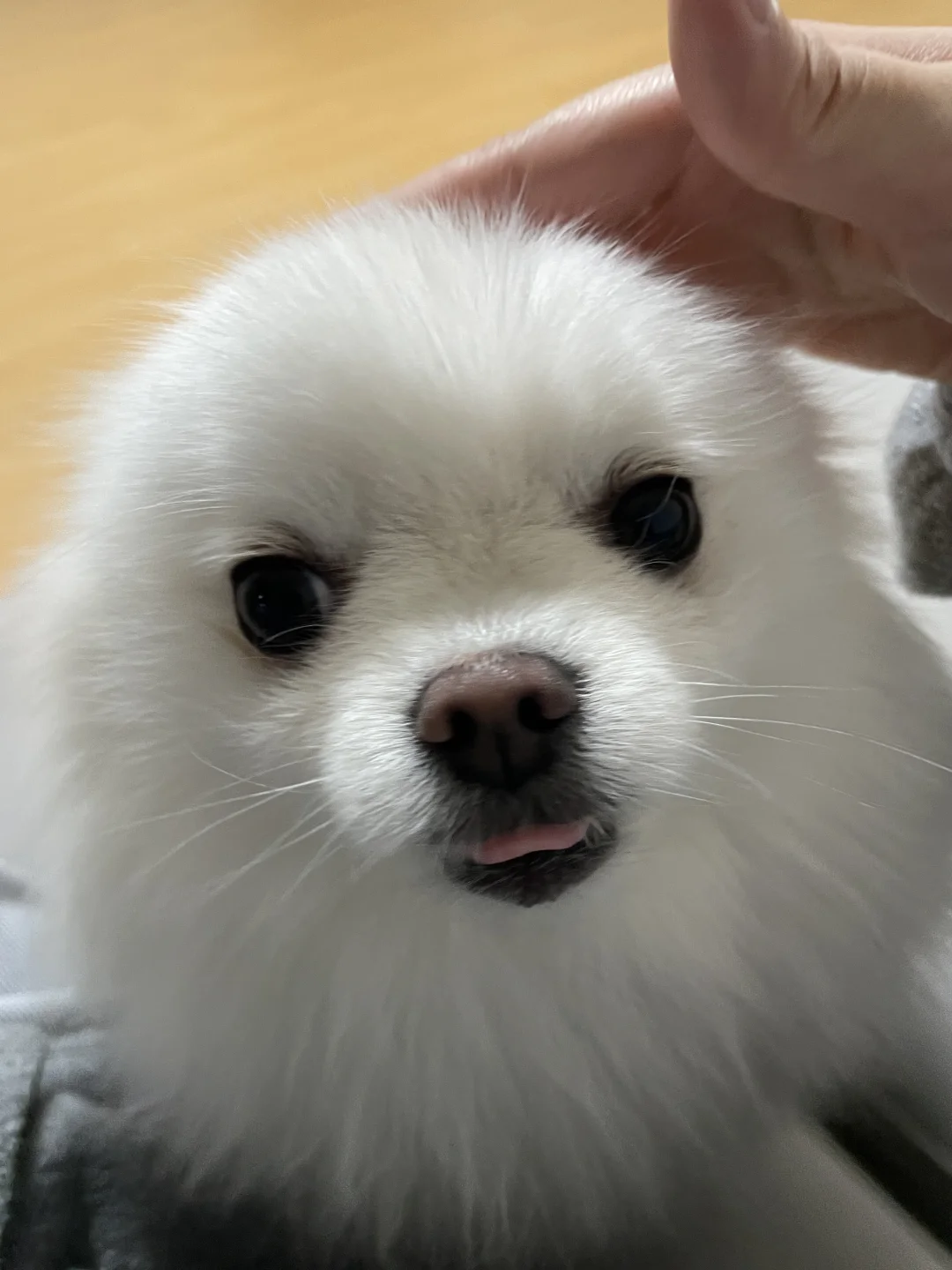 什么家庭养海豹🦭