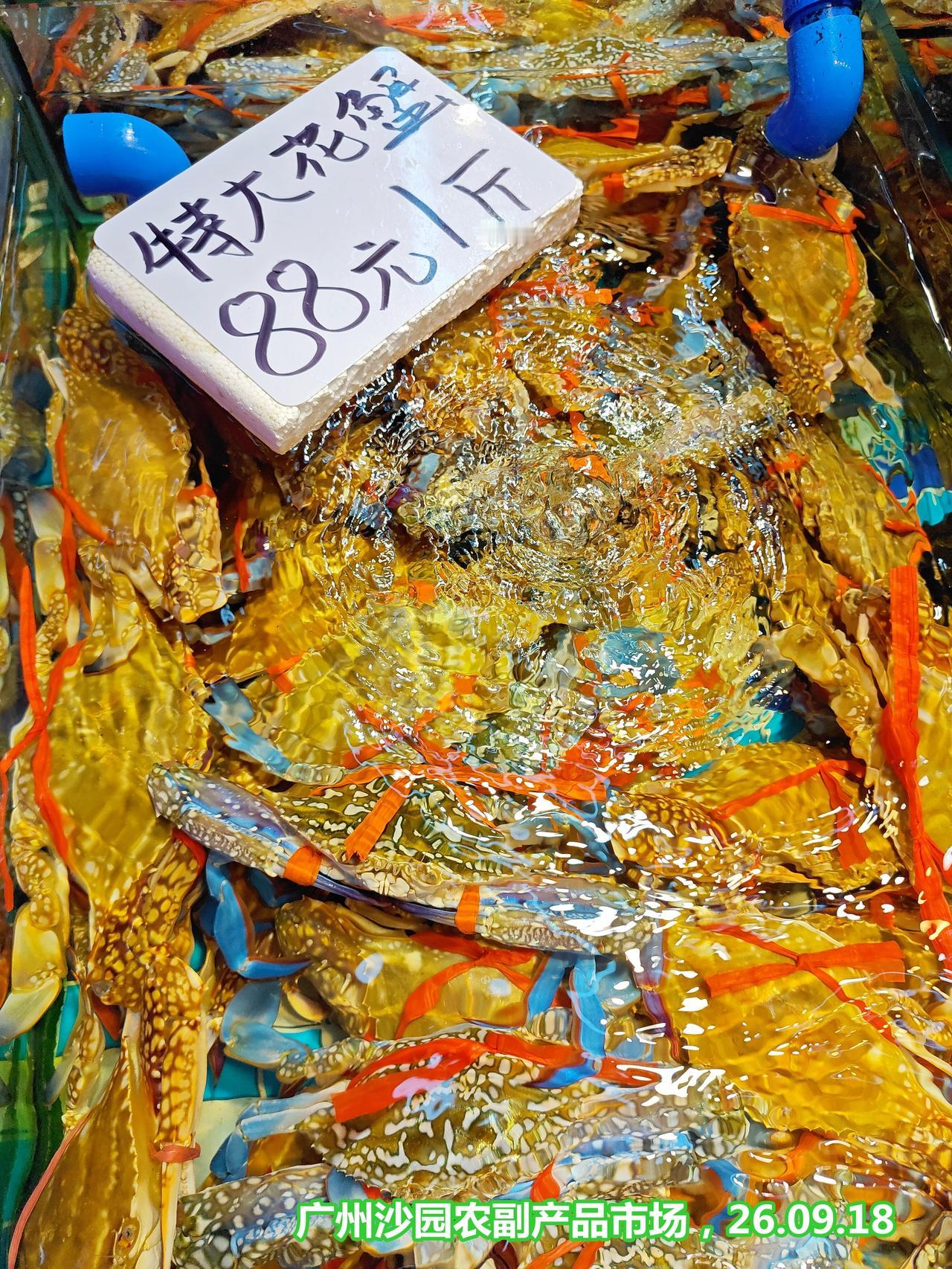 特大花蟹（八两上），88/斤，广州沙园

这是蓝花蟹公蟹（远海梭子蟹）和冬蟹（三