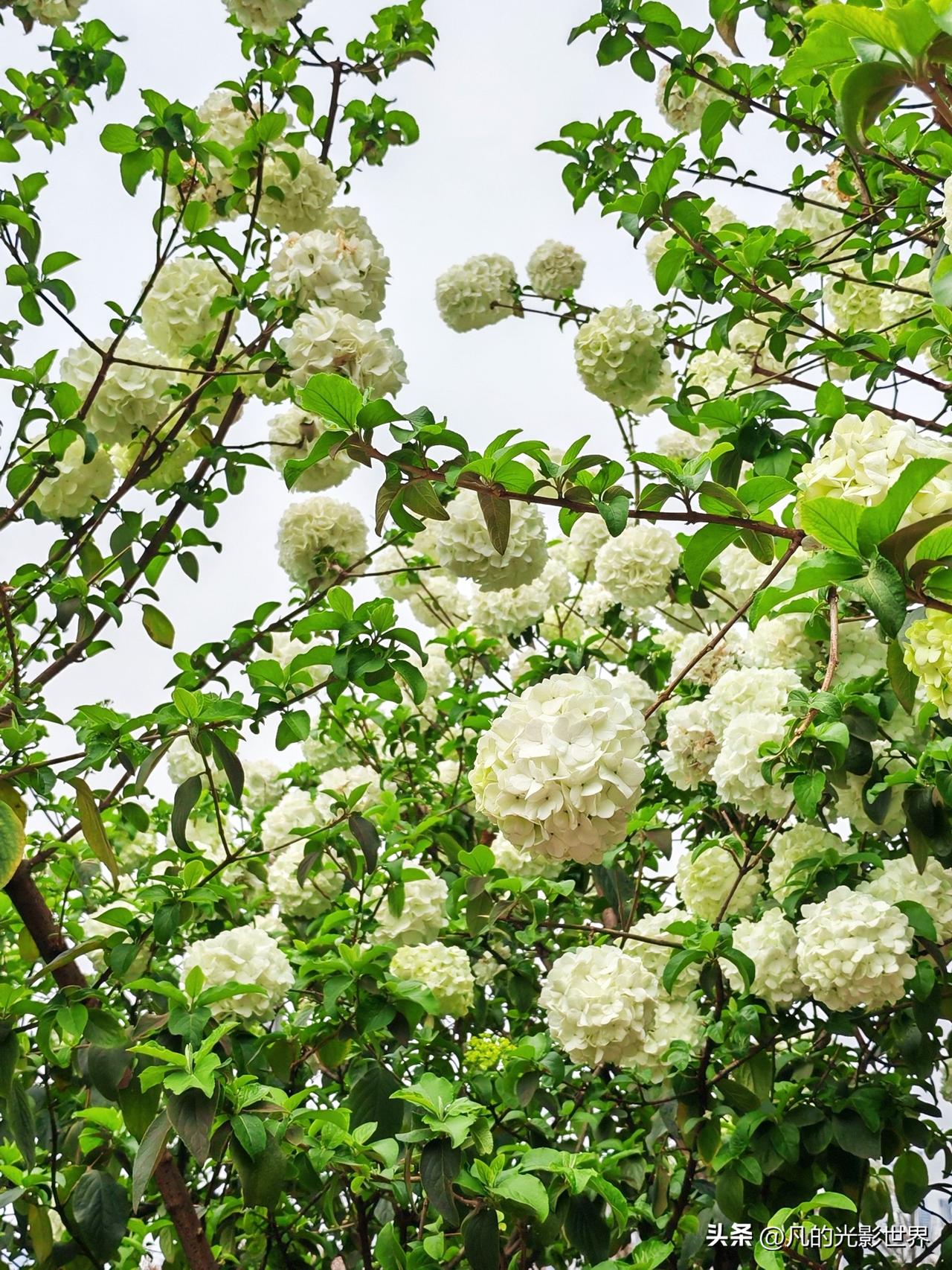 你是追求一季的绚烂还是四季常青? 追求一季的绚烂，还是四季常青，这就像在果岭草和