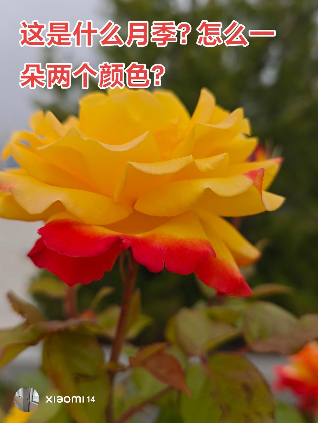 有没有人知道这种月季叫什么名字？