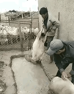 有懂的嘛？
为什么要泡一下泥巴澡呢？
