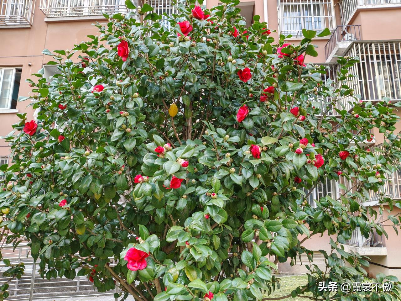 一朵花开
满树叶衬