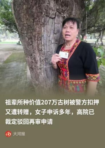 海南，一女子的种了一颗价值207万的百年重阳树，却在夜里被人连根拔走，女子赶紧报