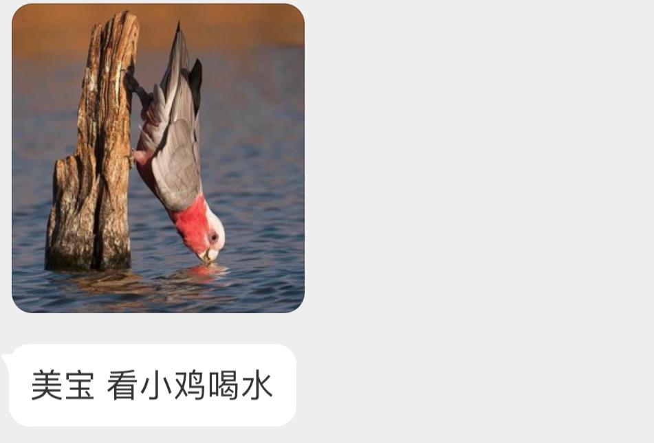 喝水的粉红凤头鹦鹉传说中的鹦爪功🦜！ ​​​