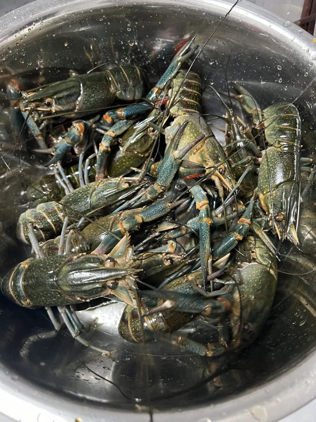 梧州～自己煮麻辣蓝龙小龙虾
