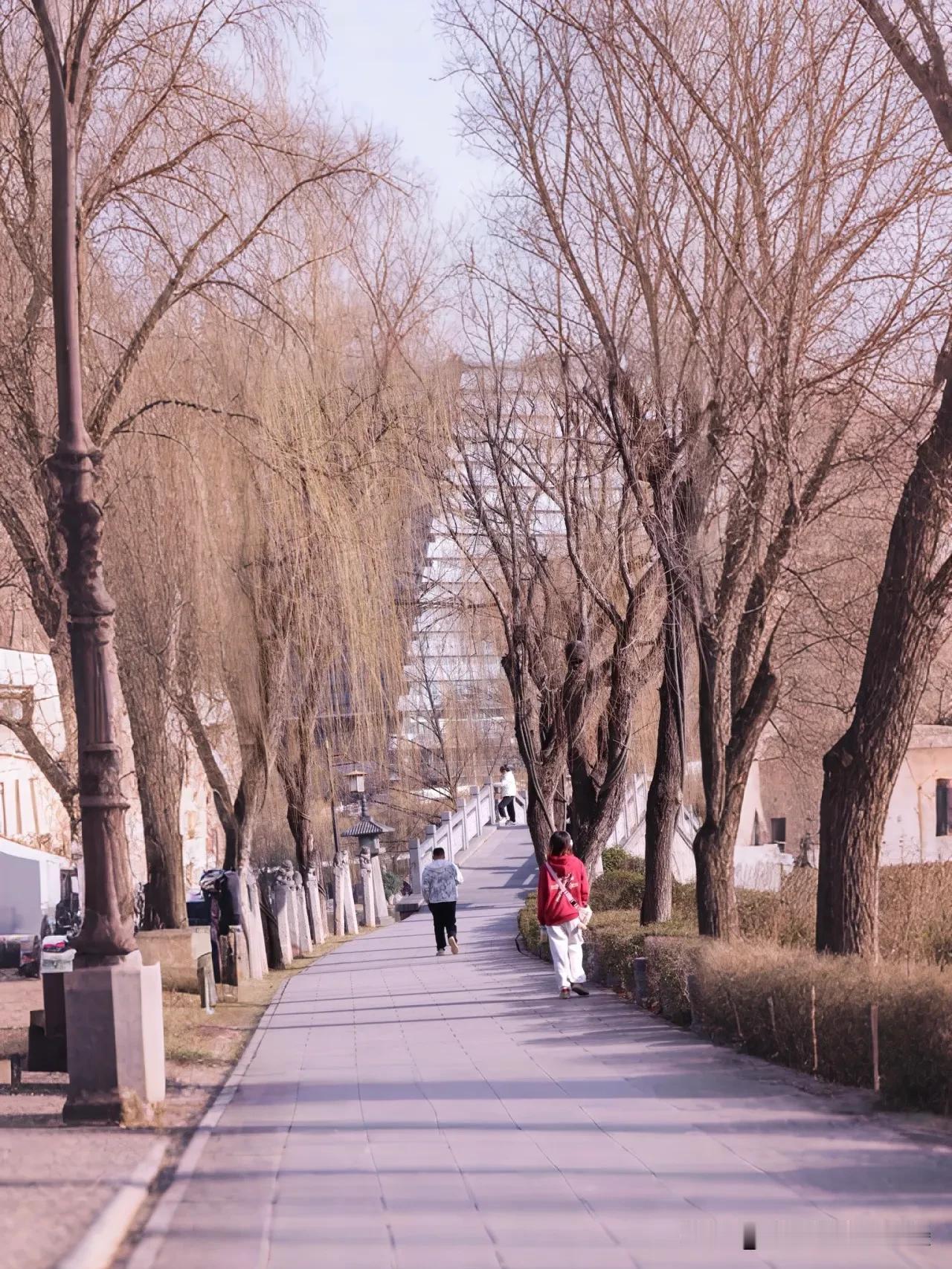 冬日午后，这条静谧小道，在一个冬日的午后出门闲逛，发现了一条超美的小道！
两旁的