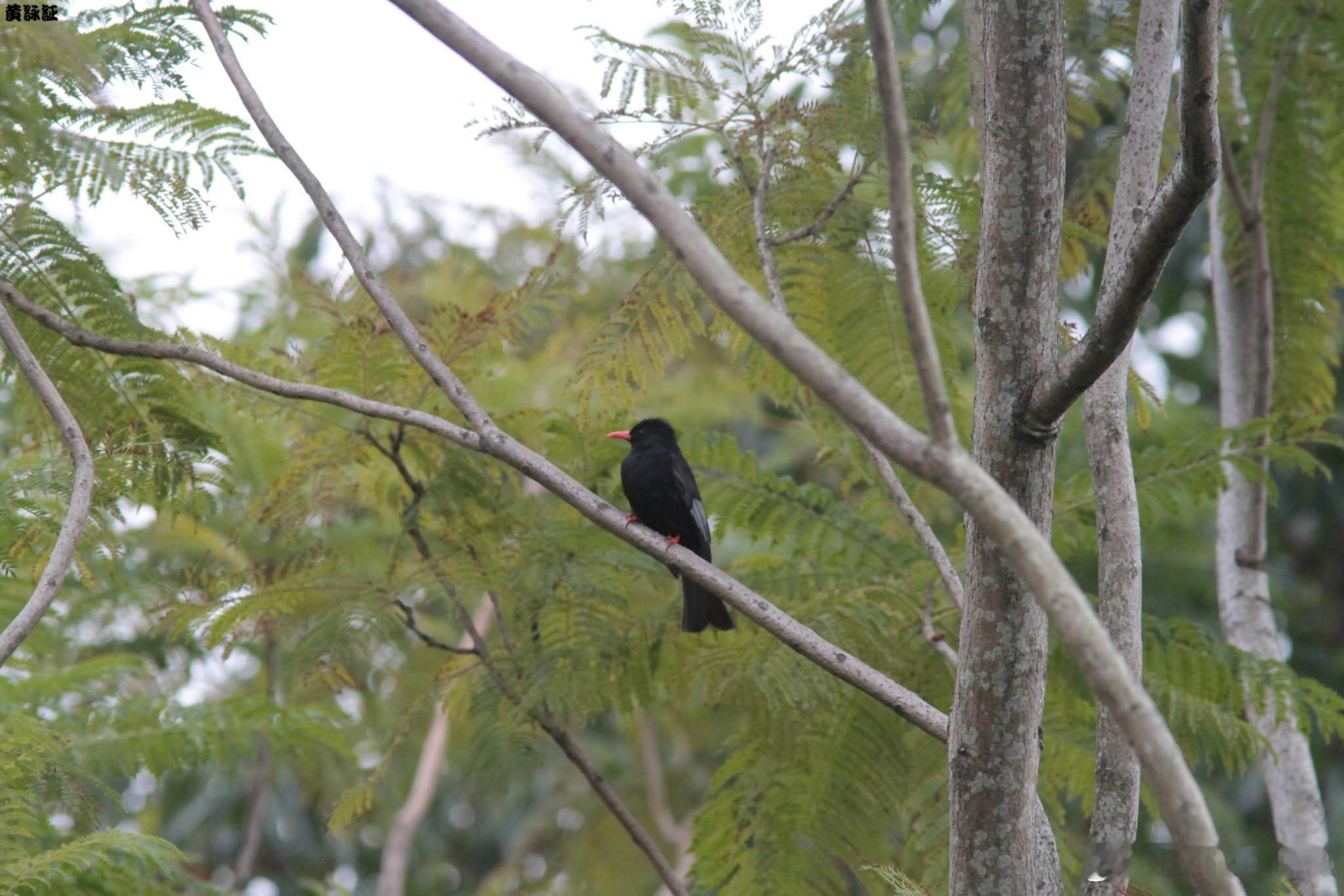 20260619，早安Hypsipetes leucocephalus 紅嘴黑鵯