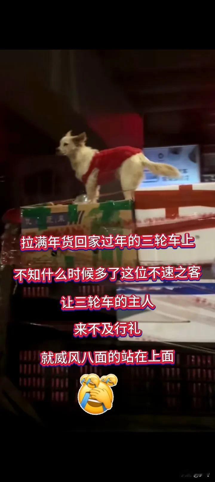 拉满年货回家过年的三轮车止
不知什么时候多了这位不速之客
让三轮车的主人
来不及