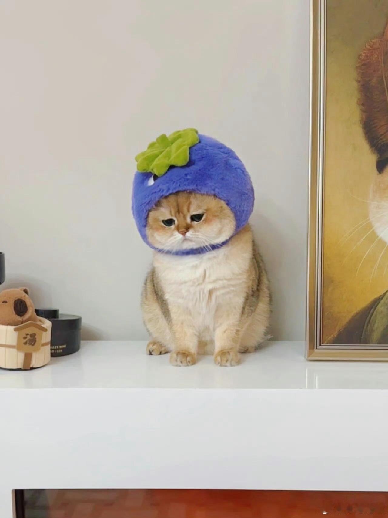 #猫的亲戚都来参赛了#我觉得猫咪太有治愈感了，好多可爱猫猫！真想养一只，把我的心