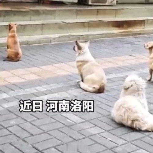 5只小狗烤鸭店排队等吃鸭屁股默契 西安·华严寺