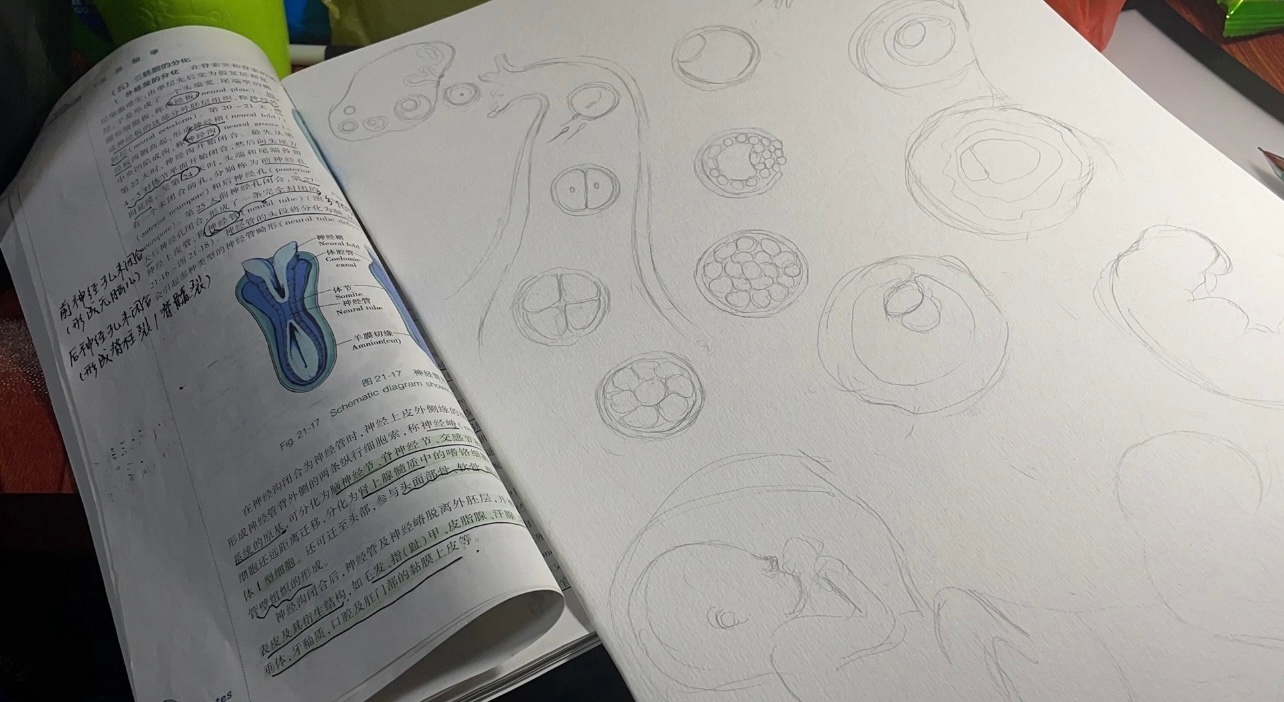 我们读大专的应该没学过《胚胎学》吧，不然我咋一点印象都没有 