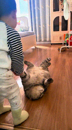 注意看！俺家这只老猫，在娃还没出生时就来啦！等娃长这么大，猫都老成“老古董”了，