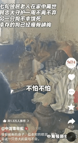 “看哭了！”重庆这位七旬独居老人离世后，家里的狗狗简直太让人心疼。

它们不离不