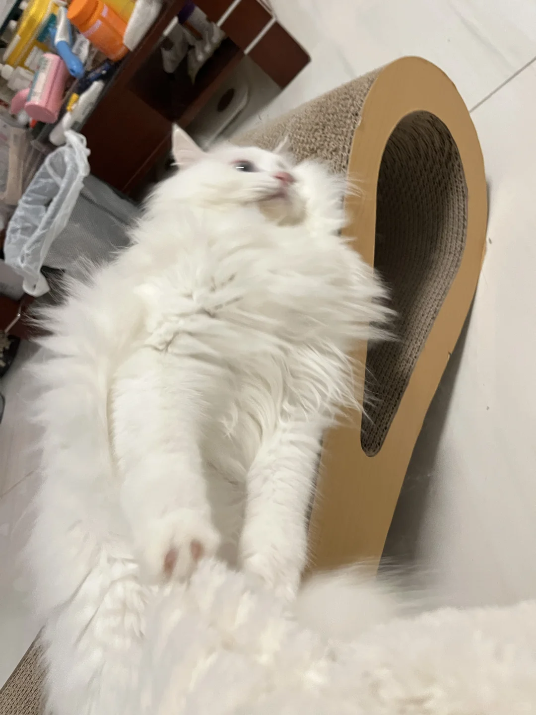 啵啵疯啦