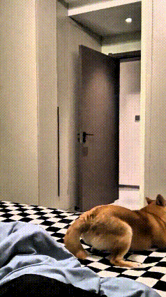 注意看！这货偷偷摸摸从别的屋窜过来，跑到主人跟前，屁股一撅对着床，“噗”一下放了