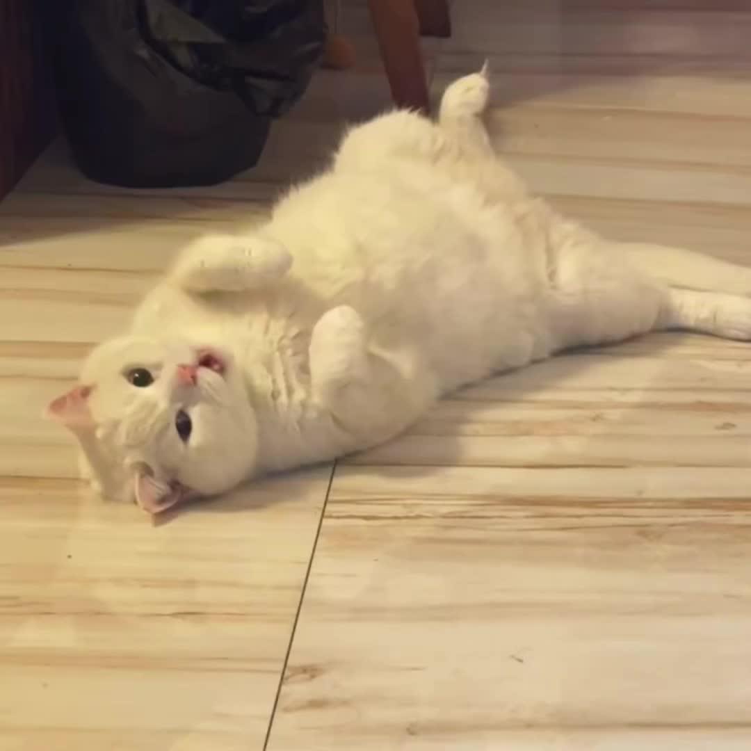 谁的小猫 兔女郎