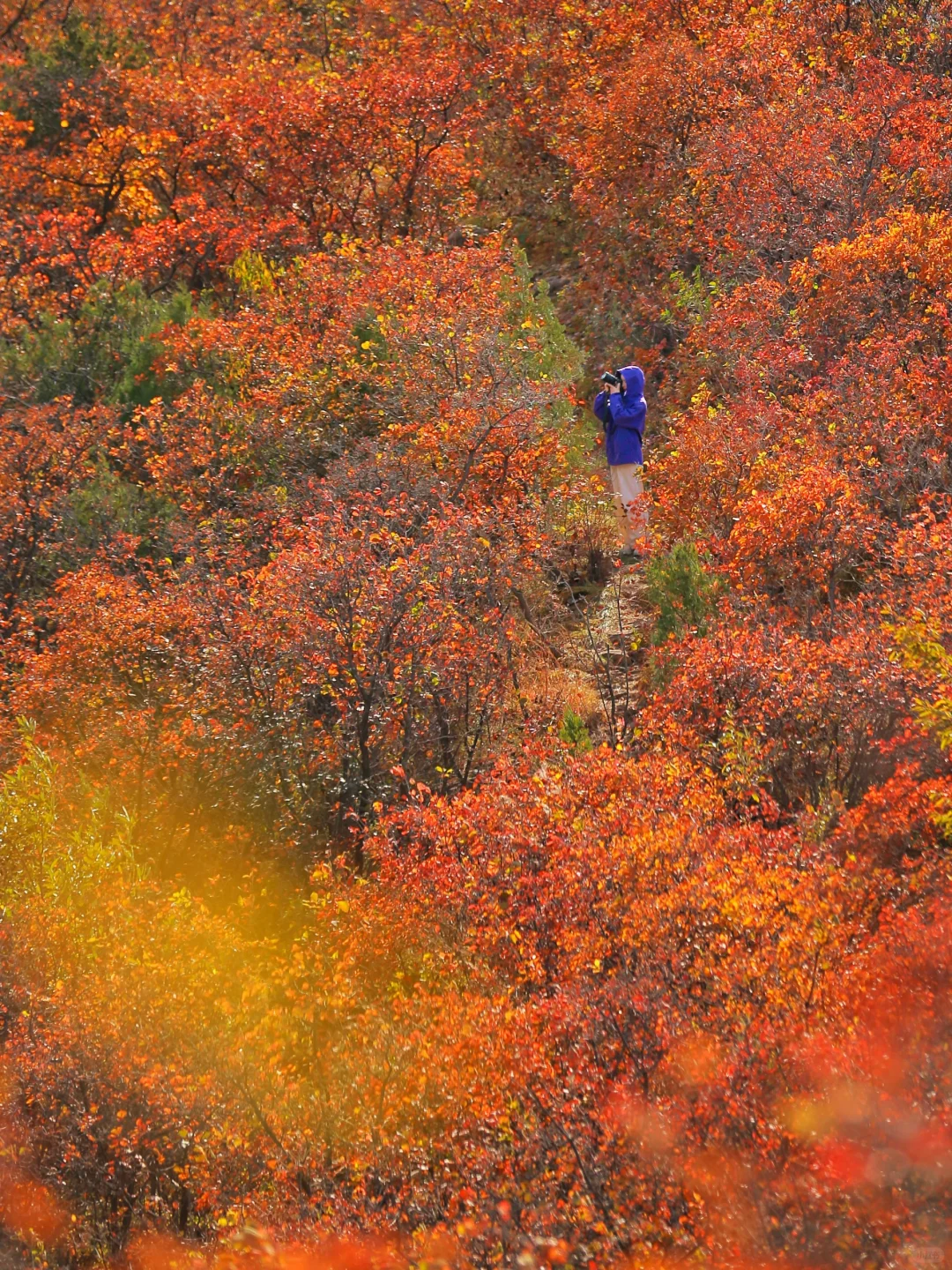 号外❗️满山红叶还还免费徒步线路附地图🗺️