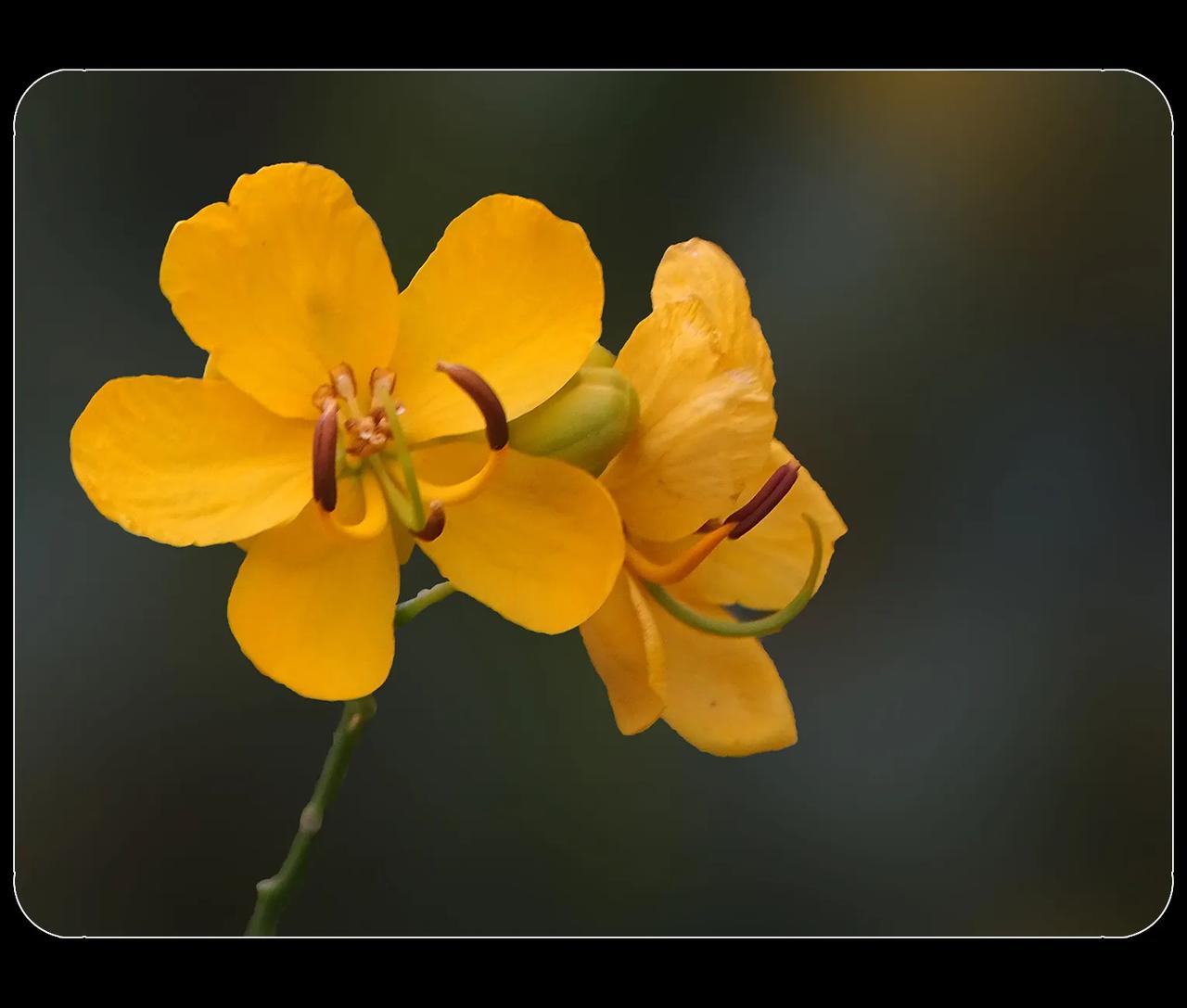《双荚决明》
双荚决明开花了，花开在花少的季节。双荚决明为豆科木本植物，那花与豌