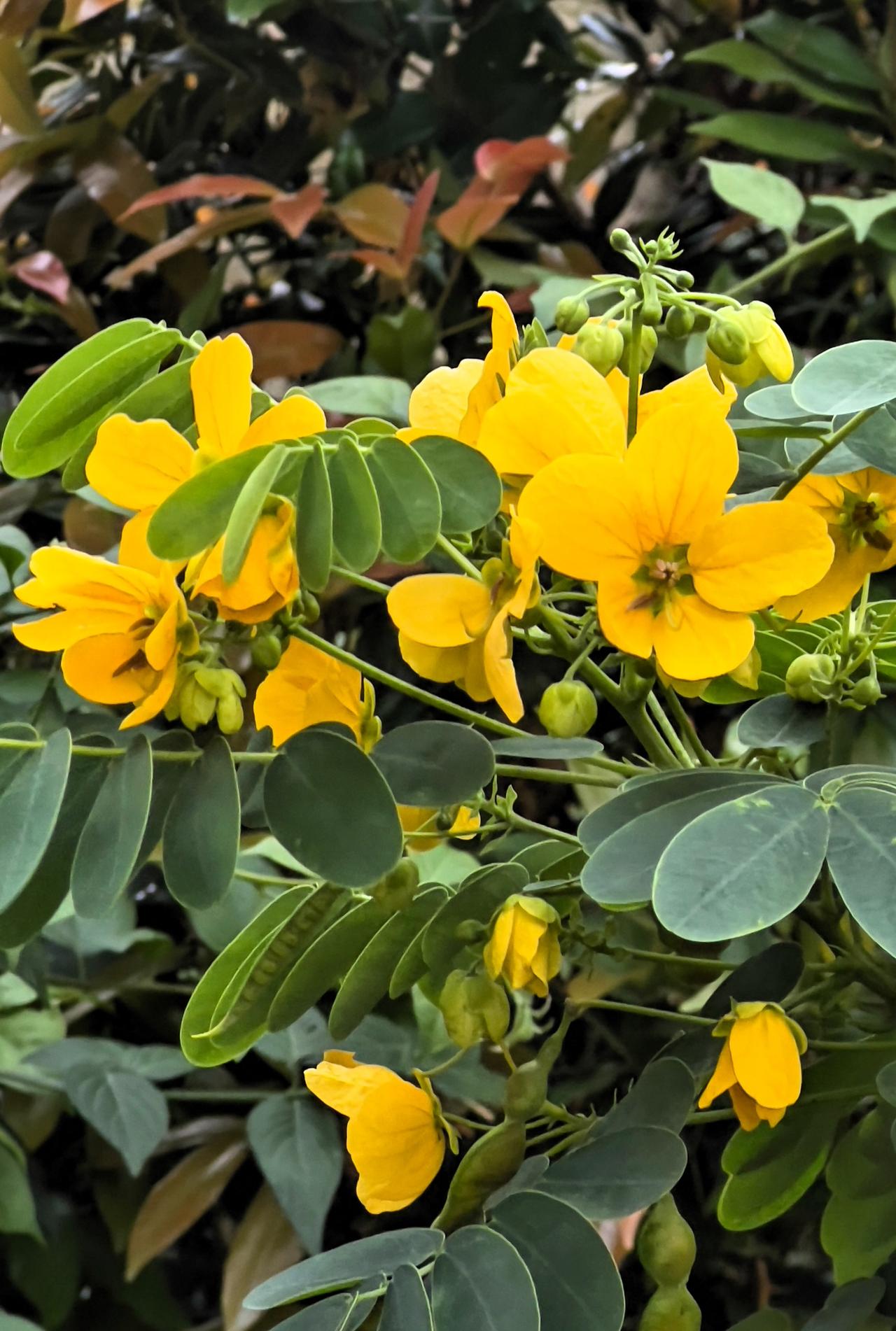 【原创】阳光灿烂的黄色花朵，绽放出生命的活力！🌸🌞