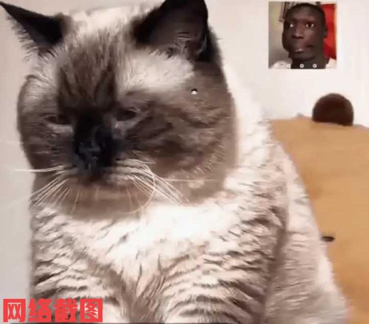 有女子养了只十六斤有白毛的小猫。

可让女子遭遇到一件让她无法理解的事，她饲养的