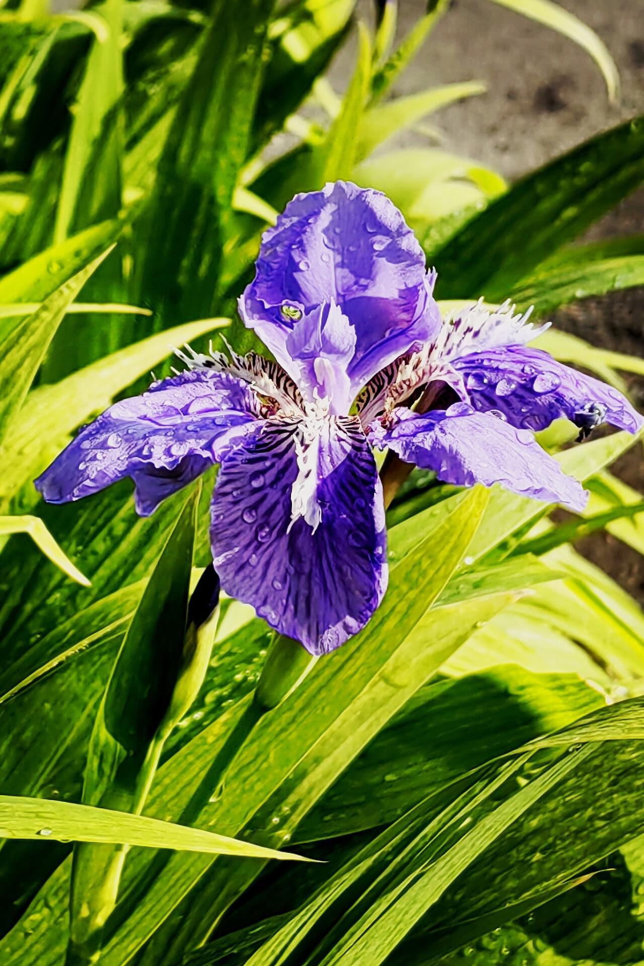 遇见长安塔下的蓝紫色“彩虹”
        ——西安世博园鸢尾花海游记

四月