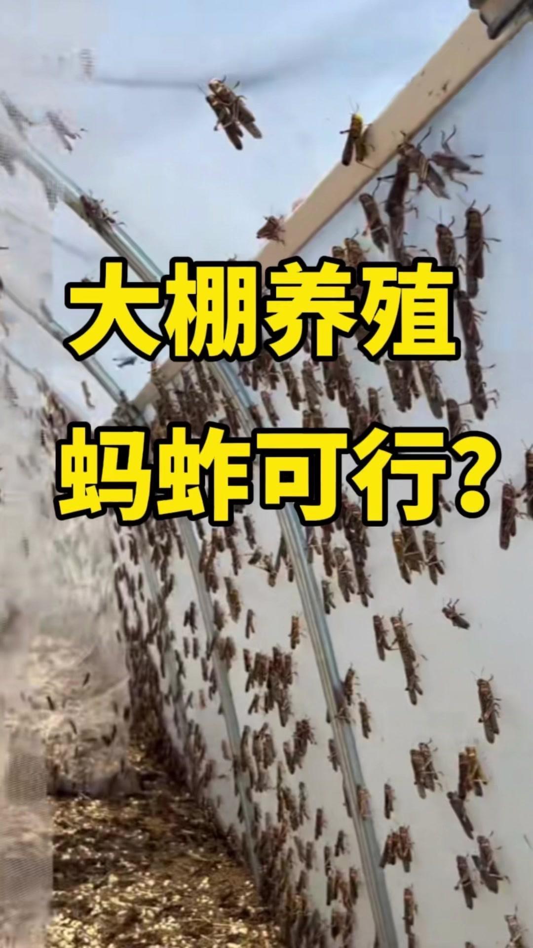 1️⃣大棚环境是养殖蚂蚱的理想场所，稳定温度和湿度更适宜，一般控制在20-30℃