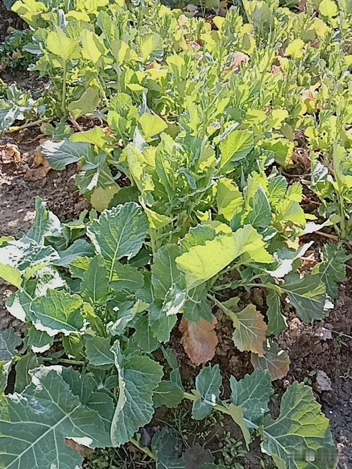 春节倒计时
农村清新的空气
呼吸都是甜的
我的七十多岁婆婆种的菜
“生机勃勃的蔬