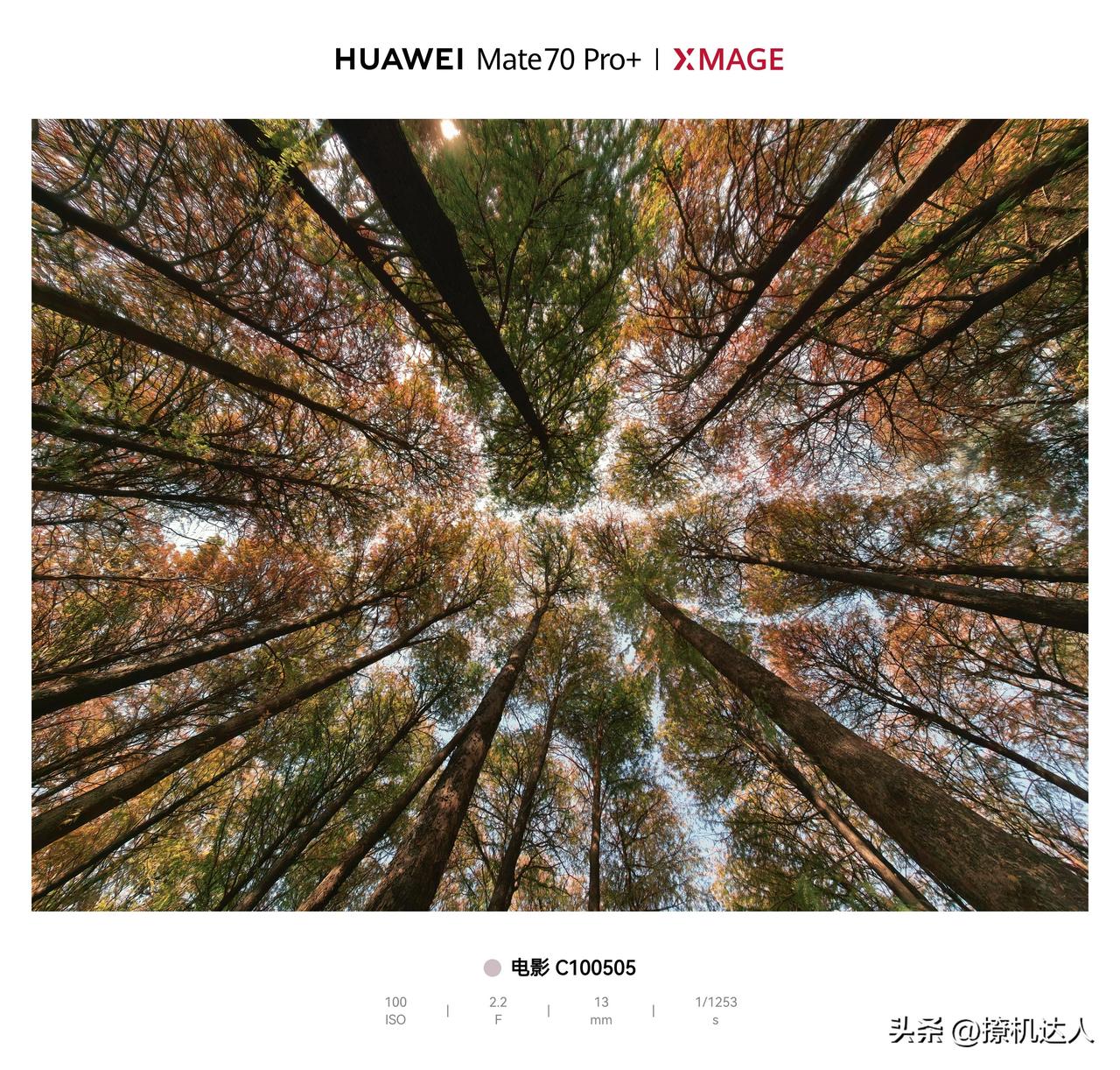 宝子们，麓湖公园的落羽杉红了，可以过去打卡了！！！！