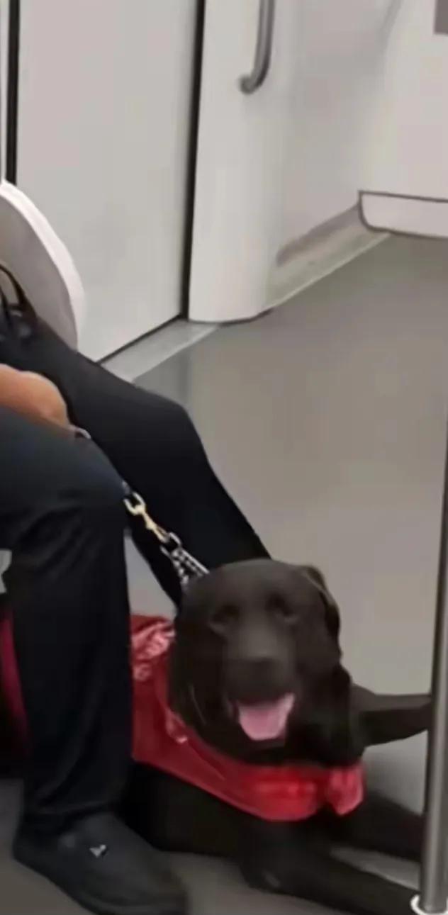 导盲犬也是犬，安全隐患不容忽视！

今天，一位大哥牵着导盲犬上了地铁，原本拥挤的