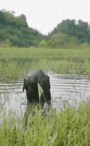 鸟吞食物的方式和蛇吞食物非常相似，感觉鸟和蛇好像是有点关系，莫非它们都是恐龙的后