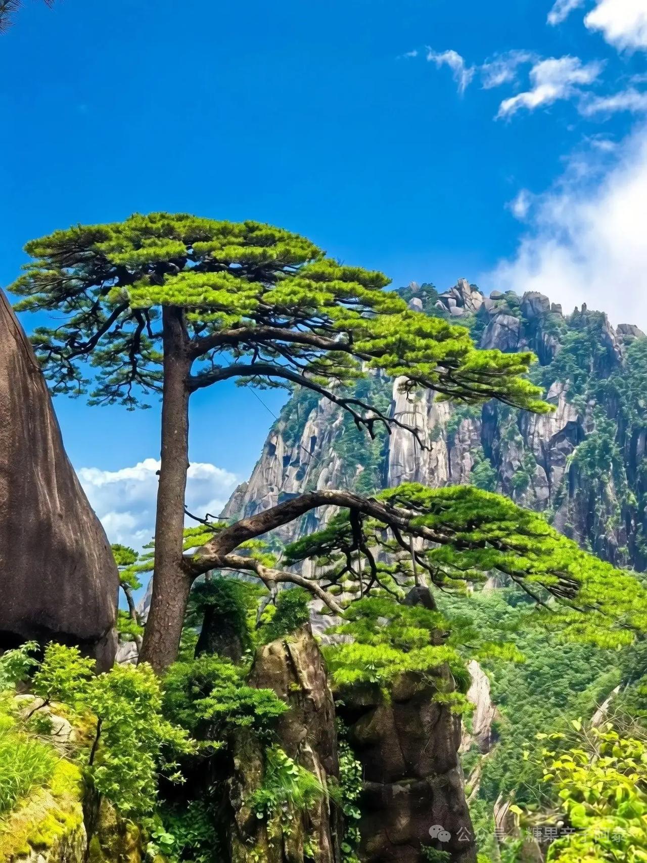 HuangShan黄山
☁️云漫黄山巅，峰藏云海间黄山云巅 黄⛰山 黄山山脉风光