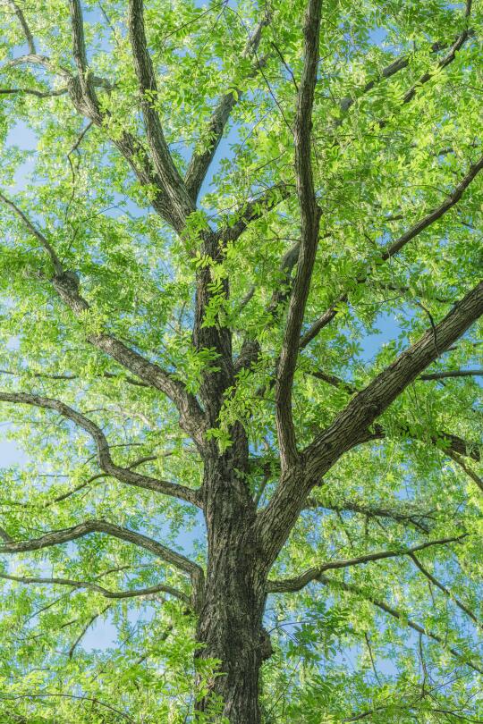 🍃｜绿色是流动舒展的生命