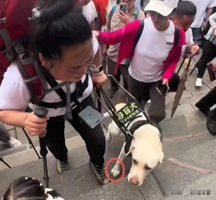 人爬泰山都累得要死，
何况是导盲犬呢？导盲犬本来就培养周期长，花费时间精力也大，