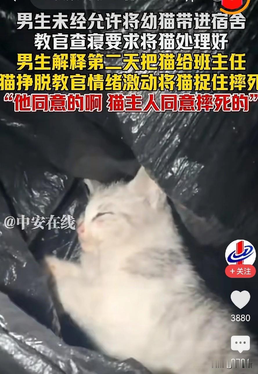 湖南湘西教官摔猫的事儿，现在闹得沸沸扬扬。不管视频里学生有多挑衅，不管教官当时觉