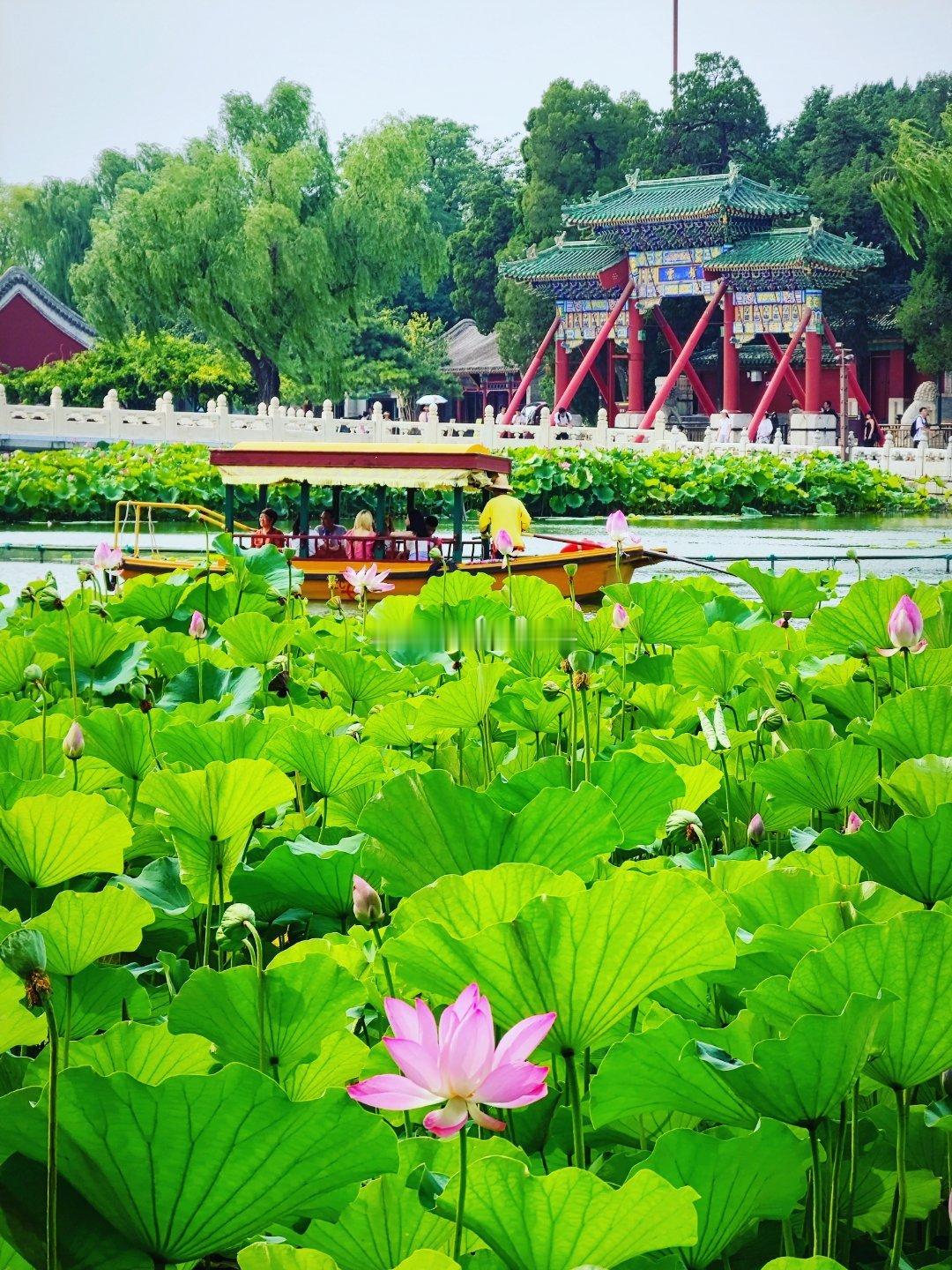 夏日炎炎好运莲莲  摄影​​​
