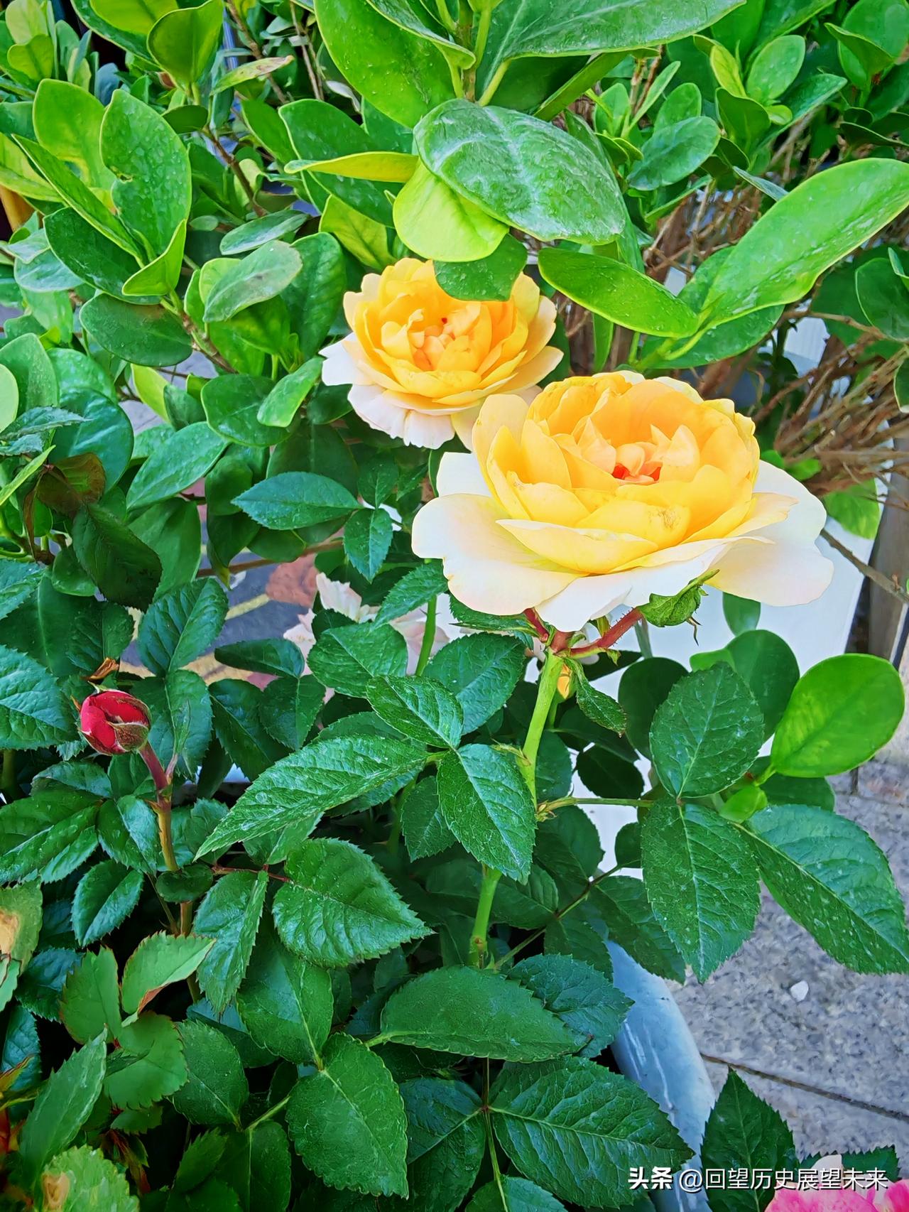 真心话茶局小花