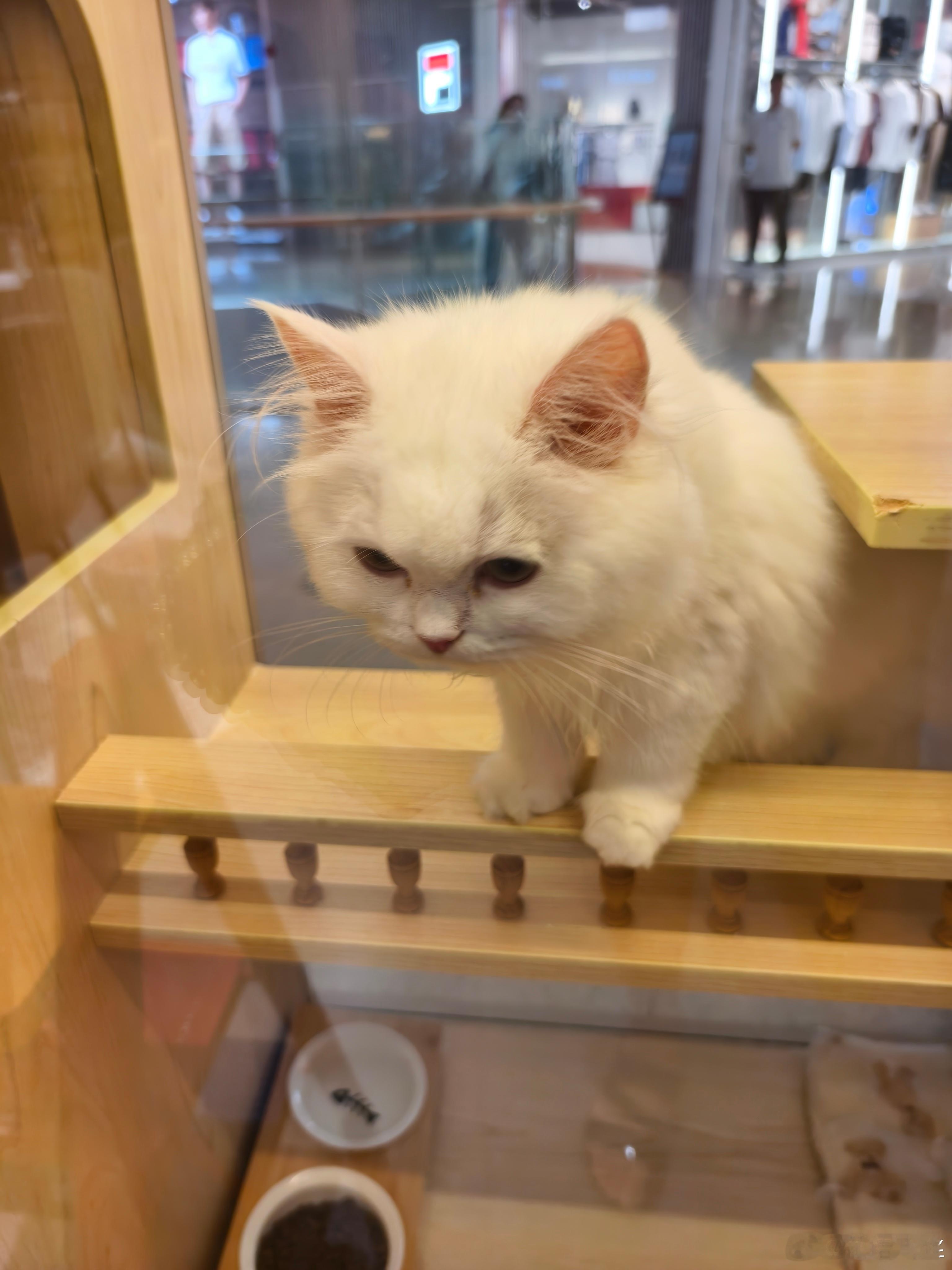 镜头下的广州 可爱猫咪 广州·番禺天河城