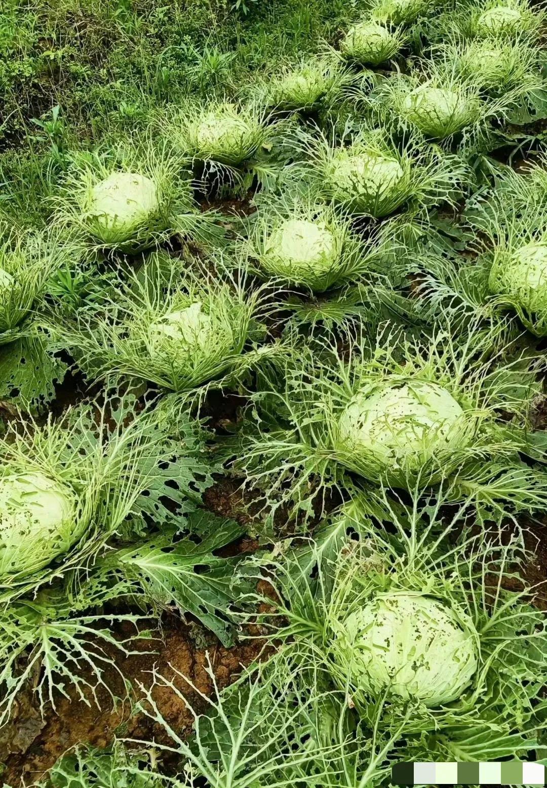 不打农药的菜长这样！叶子全被菜青虫吃了😨