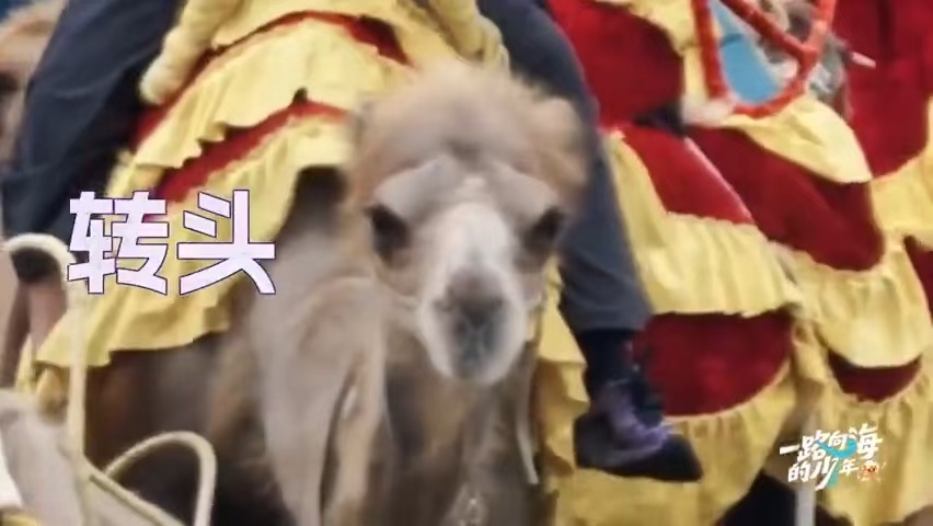 张极的骆驼疯了慌的是张泽禹骆驼突如其来的攻击打破宁静，张泽禹一边躲避一边试图和骆