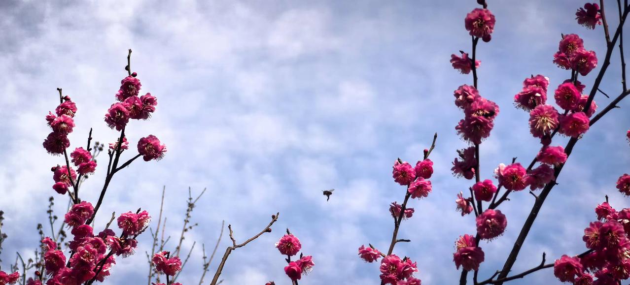 花开春山露润诗
