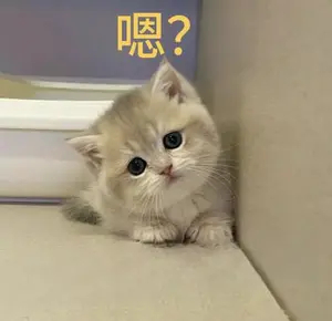 今天直播有什么重点啊，我现在就想知道 ​​​
