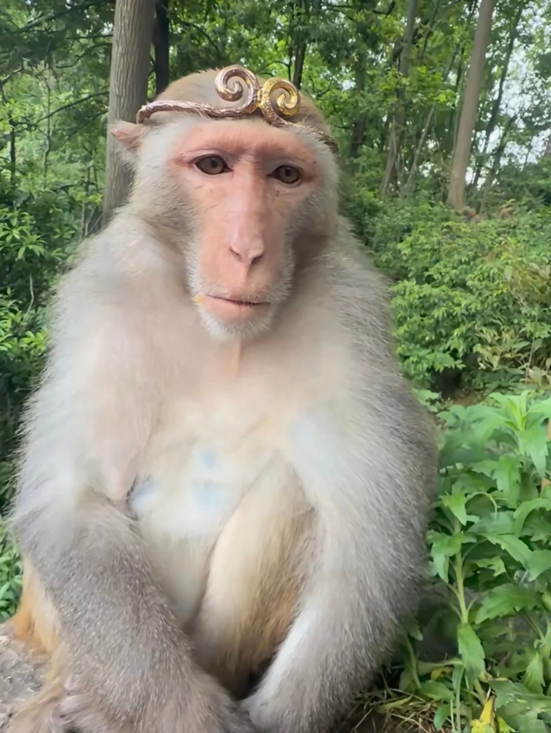猴价涨疯了当前大量新药研发导致猴子供不应求，一只食蟹猴报价已经突破20万元。甚至