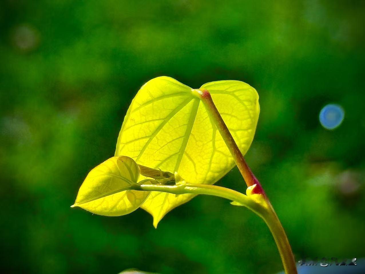 心甘情愿地活着
            （原创）


绿肥红瘦
季节的胶着
只要