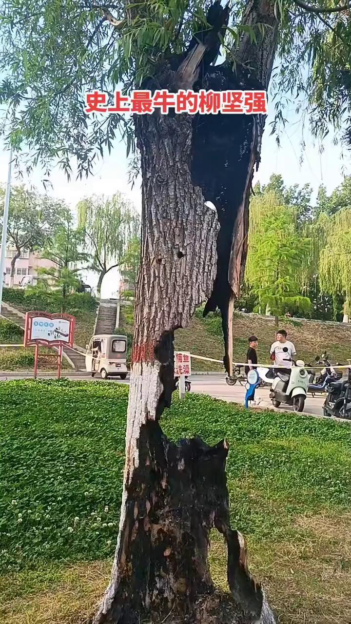 史上最牛的柳坚强。