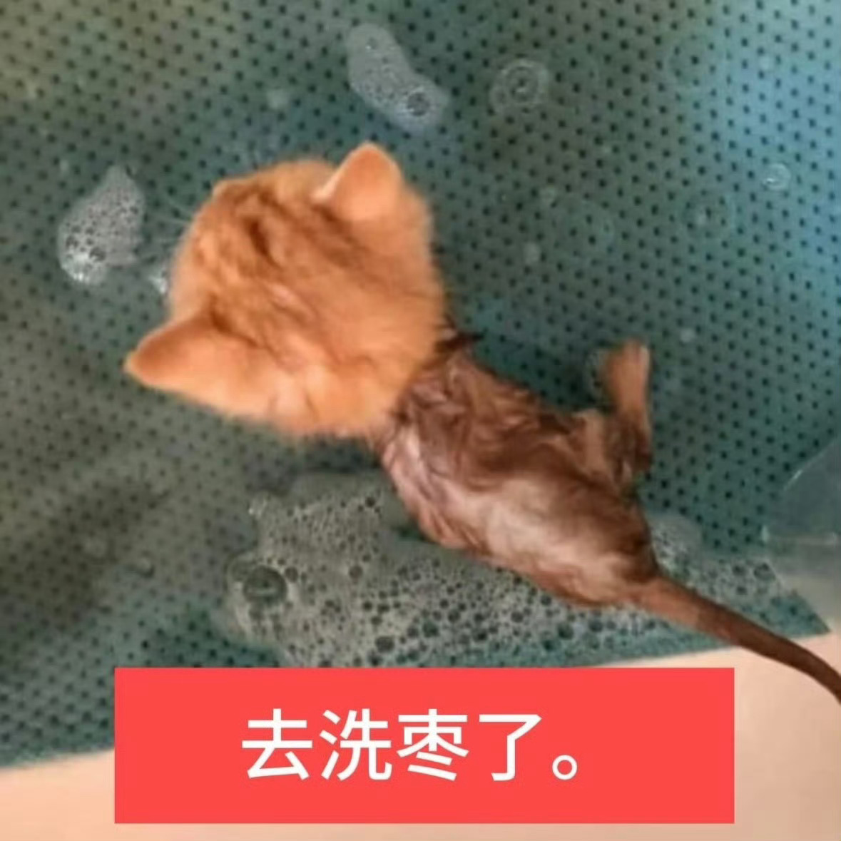 其实我追星做过最多的事就是仰卧起坐。。。中学那会爱追，但玻璃心，同担骂一句就撂担