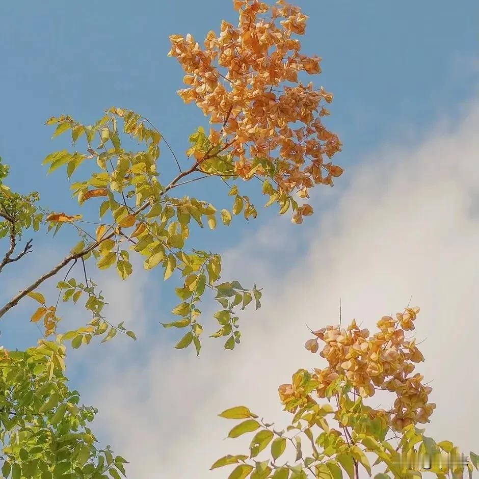 红花绿叶映蓝天，枝头摇曳舞清风。
#秋日生活记录#