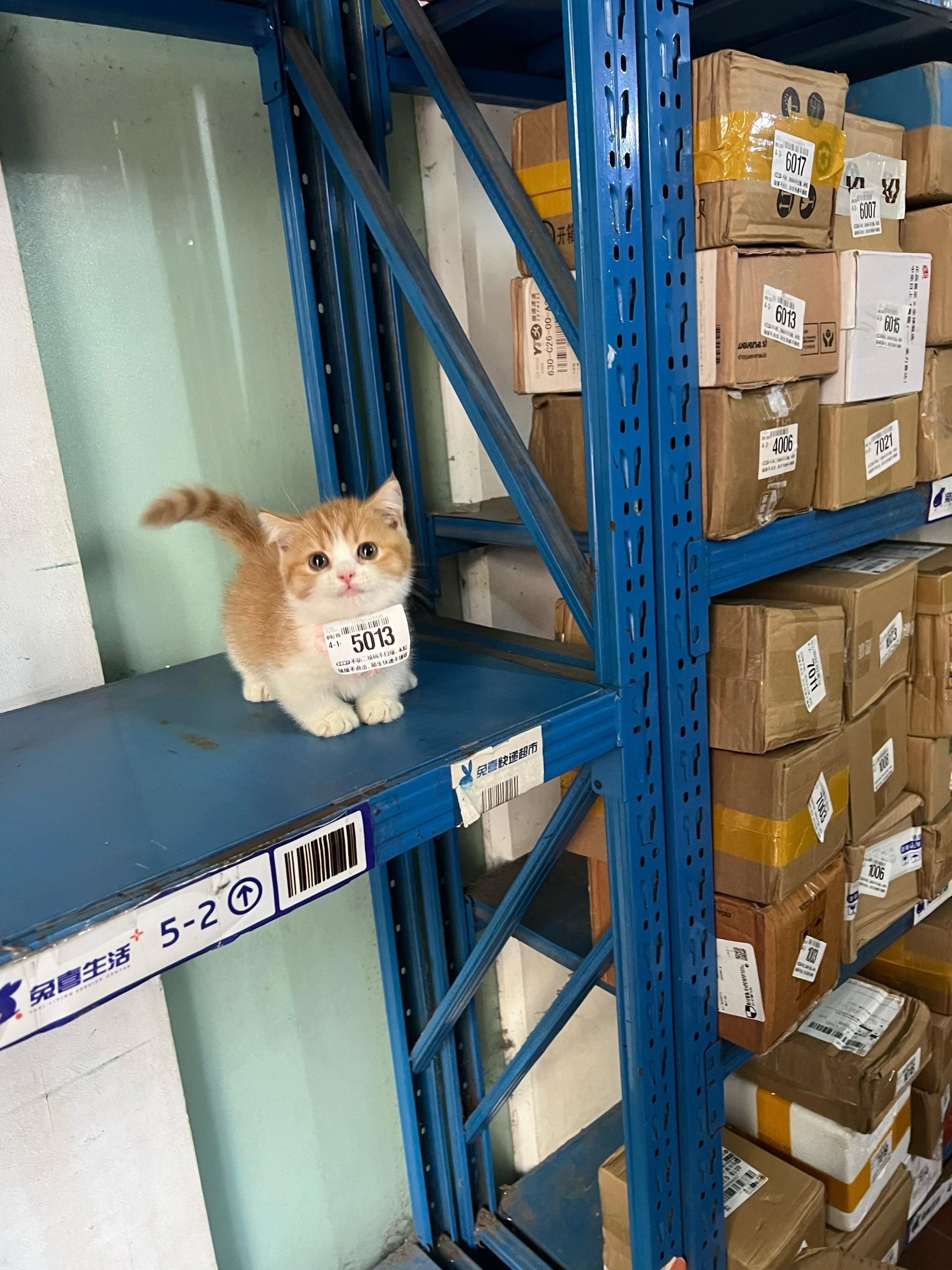 你好，请凭取件码取猫～