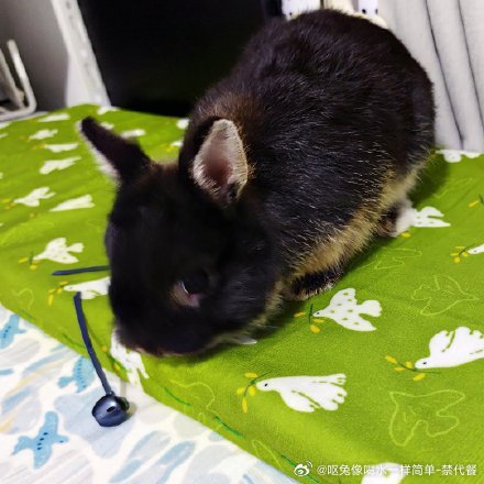 14137🐇【哈哈】我以为这是车厘子呢咬了才发现是你的耳机，哎呀你看这事闹的…