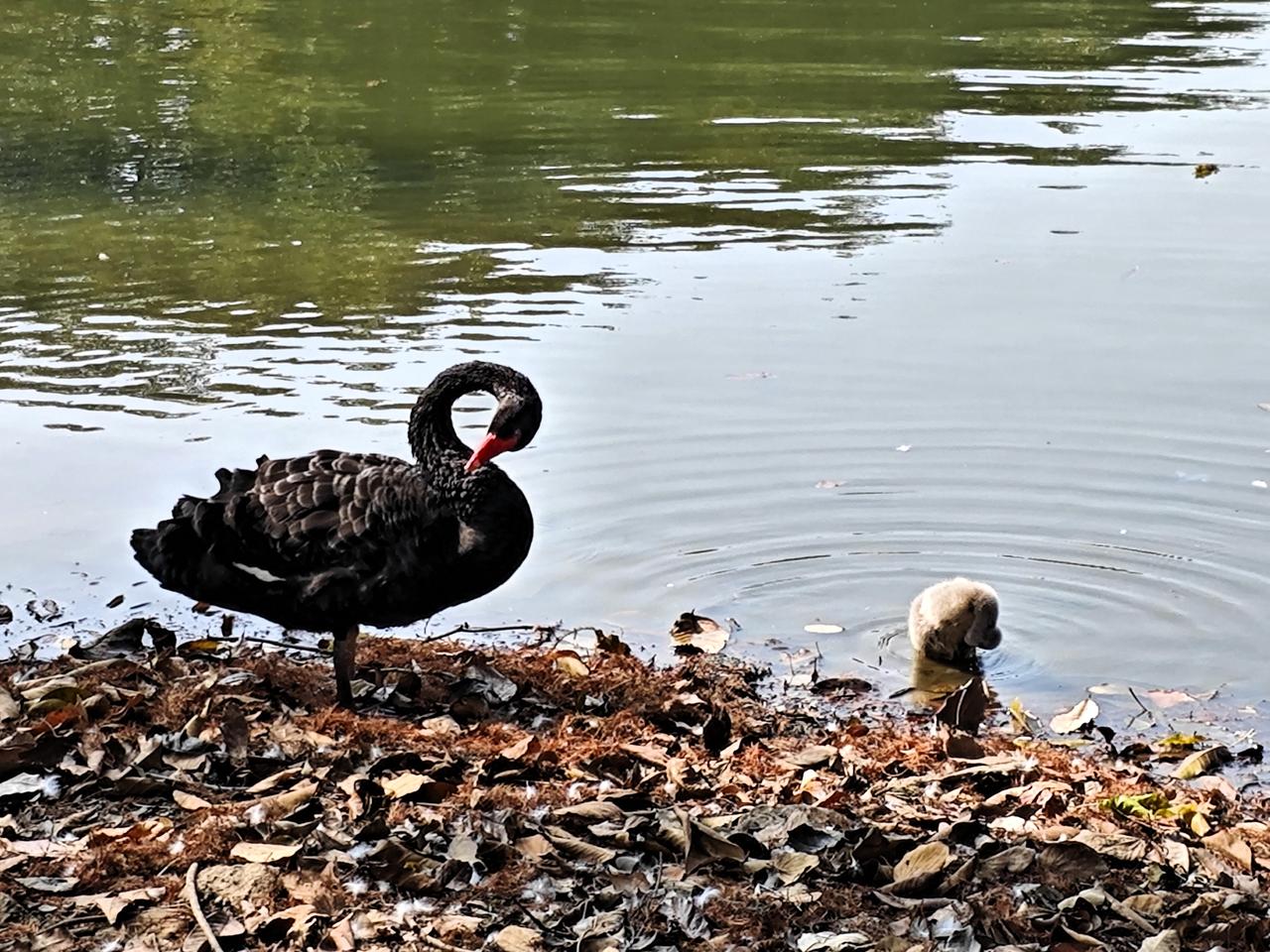 原来，妈妈带娃爸爸在外浪，不止人类，天鹅也是这样！
今天路过湖边看到有一只灰色的
